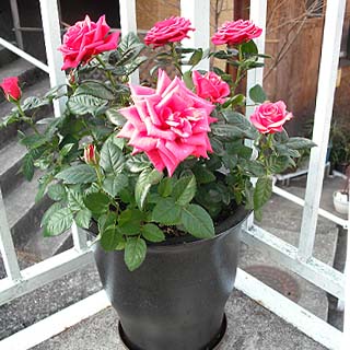 grp0130151544.jpg