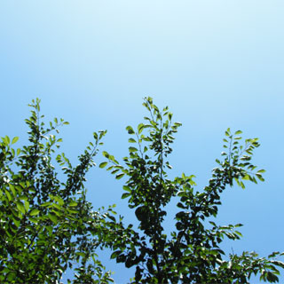grp0710125237.jpg