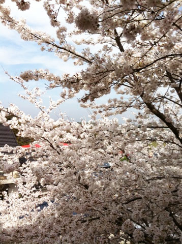 sakura.jpg