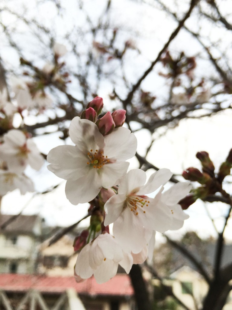sakura1