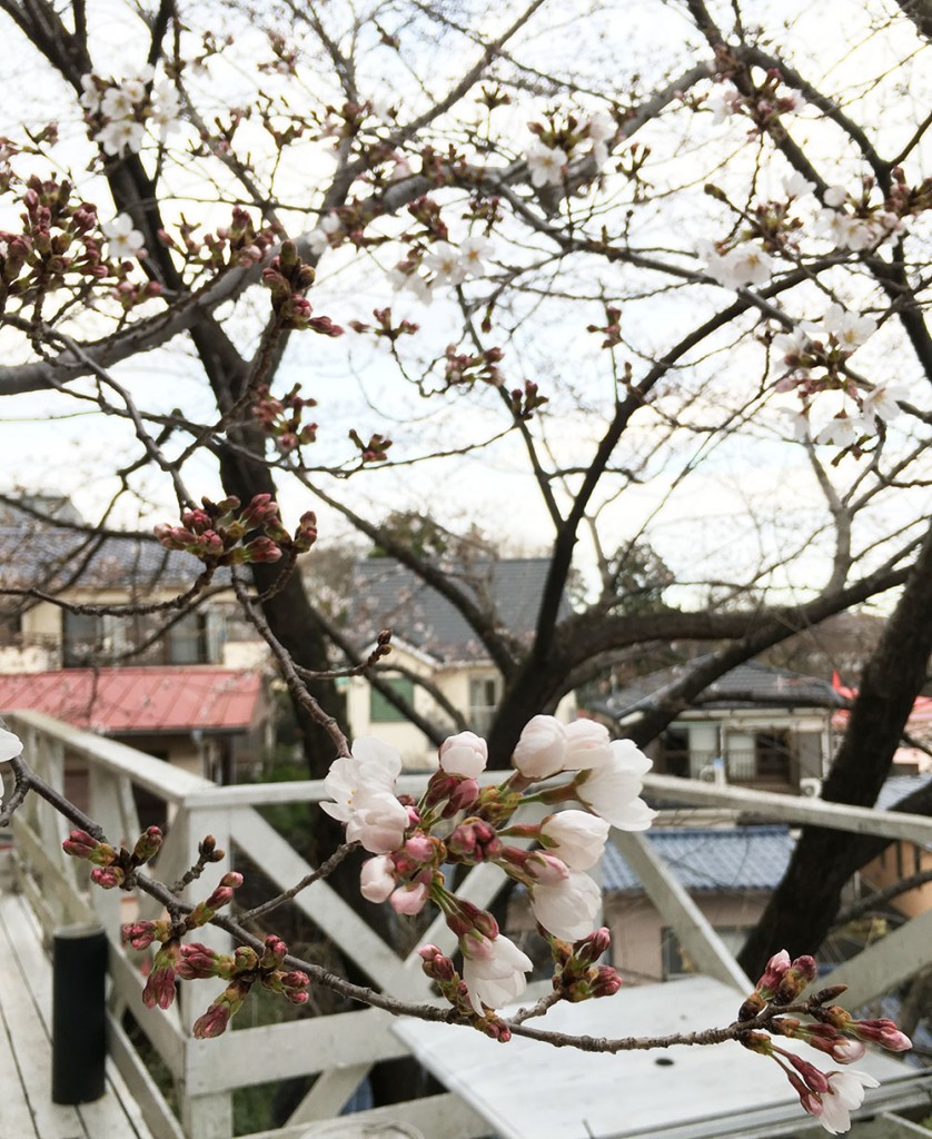 sakura2